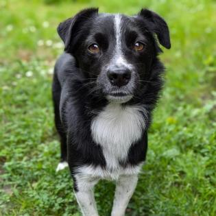 Rocco sucht ein Zuhause