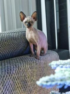 Sphynx Kitten // weiblich