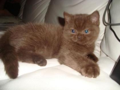 BKH Kitten choco und lilac nähe Koblenz