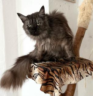 Maine Coon Katze / Kater suchen liebevolles Zuhause