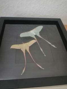 Entomologie Actias Dubernardi
