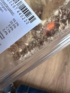 Heimchen Futtertiere Spinne Geckos Leguane Reptilien Lebendfutter
