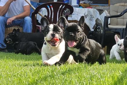 Französische Bulldoggen