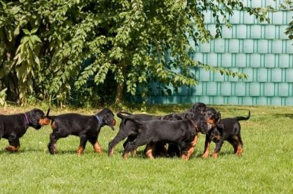 3, 3 kleine wunderschöne Gordon Setterwelpen suchen netten Familienanschluss
