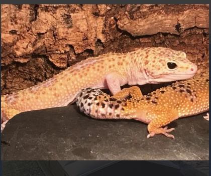 Leopardgecko mit Terrarium