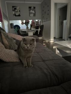 Bkh Katze und scottisch fold Kater suchen ein neues Zuhause