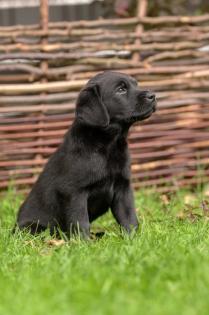 Reinrassige Labrador Welpen