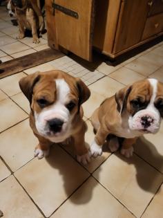 Wunderschöne Hundewelpen in Familienbande