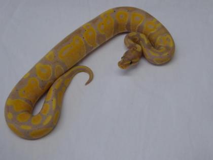 1. 0 - Coral Glow 100 het Piebald CB 2021
