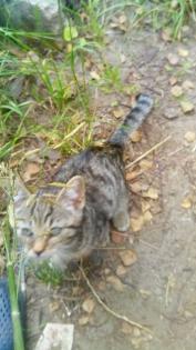 Kitten Maincoon-Russischblau-Hauskatze-Mix