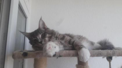 Maine Coon Deckkater Ragnar