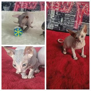 Don Sphinx Kitten