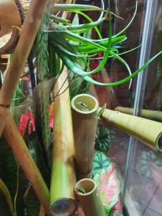 Phelsuma Klemmeri Taggeck mit Terrarium und Technik