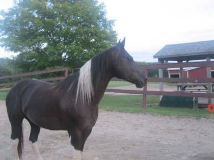 Quarter Horse Unglaubliche Schulmeister für Leasing-FREE