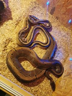 Verkaufe meine 2 Königspythons mit Zubehör