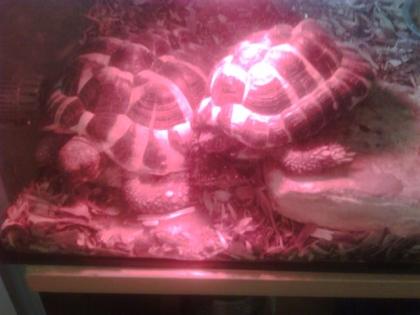 Zwei wunderschöne Griechische Landschildkröte