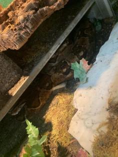 1. 1 Boa constrictor Imperator 0. 1 Boa Constrictor constrictor