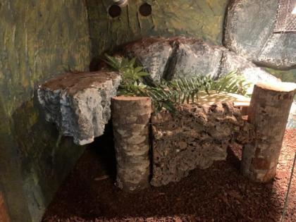 3 Königspython inkl. Terrarium