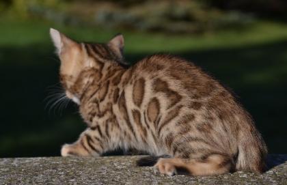 Bengalkitten Abgabe ab sofort
