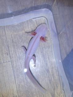 Axolotl Nachzucht