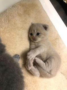 Bkh kitten