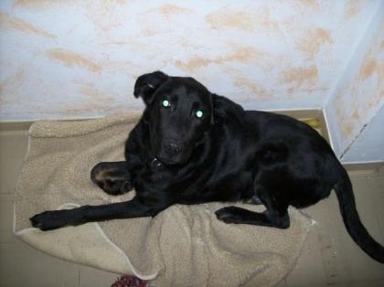 Labrador-schäferhund mix zu verkaufen