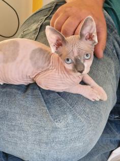 Kater / Sphynx-Katzen/ Mischa