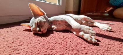 Reinrassige Canadian Sphynx Katzenbabys