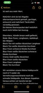 9 Süße Chihuahua Welpen