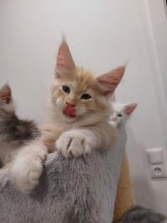 Maine Coon Kitten ohne Papiere shaded Linie
