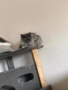 Reinrassige Perser ohne Papiere