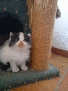 Maincoon Mix Kitten Katze Kater Perser