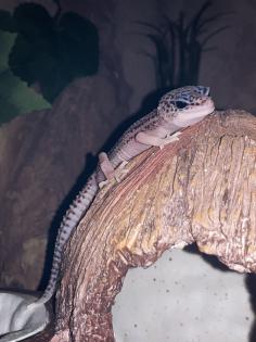 2 Leopardgeckos, Terrarium und Zubehör