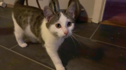 Zwei aufgeweckte, verspielte Katzenmädchen