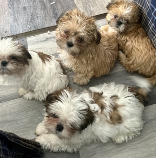Reinrassige Shi-Tzu Welpen