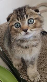 BKH kitten