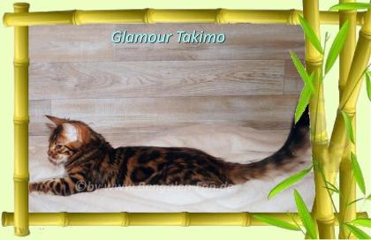 Cahsmere Bengal Kater sehr lieb pfiffig Evtl. sogar mit Zuchtfreigabe