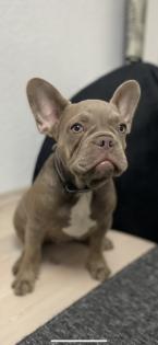 Französische Bulldoggen Welpen Lilac Tan Schoko Blue
