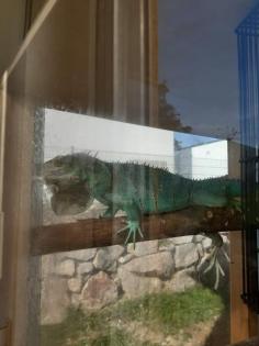 Grüner Leguan