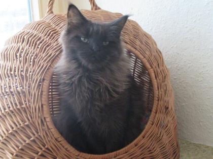 Maine Coon Kätzin - kastriert
