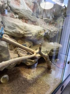 Bartagame Weibchen- 5 Jahre - Jane mit Terra