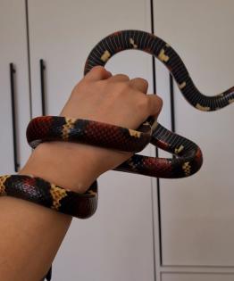 Milchnatter Königsnatter Lampropeltis triangulum
