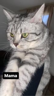 BKH babykatzen Kitten