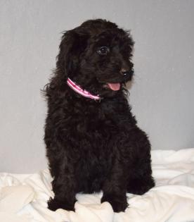 Zauberhafte Blackdoodle Goldendoodle Welpen abzugeben