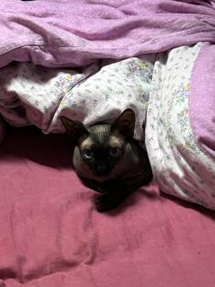 Sphynx Kater Loki in liebevolle Hände abzugeben