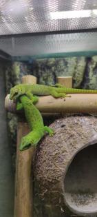 Phelsuma grandis Madagaskar Taggecko 0. 0. 4
