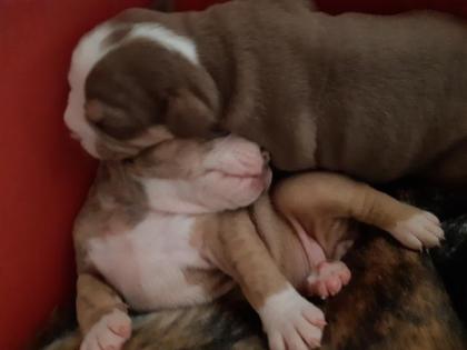 3 Old English Bulldog Welpen suchen bald neues Zuhause -