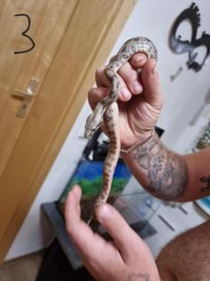 Boa constrictor Babys