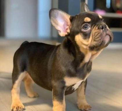 Schöne französische Bulldoggenwelpen bereit zur Adoption.