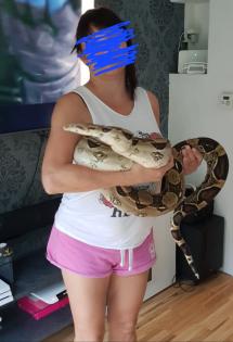 Boa Constrictor Imperator